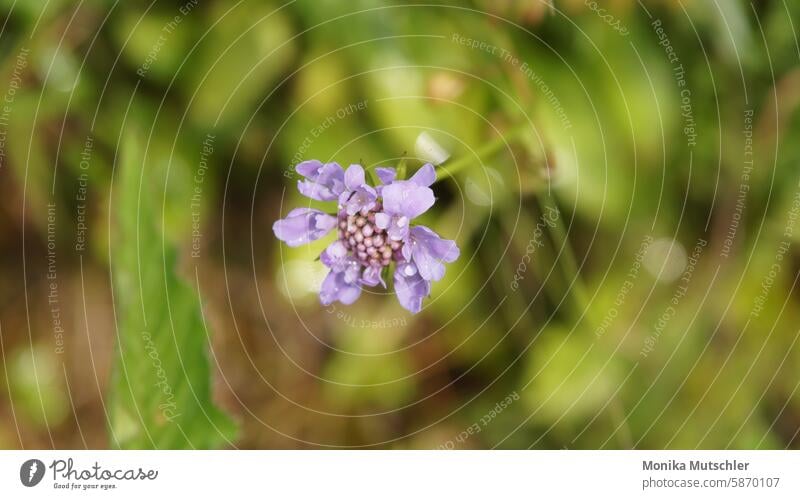 Lila Farbtupfer der Natur Blüte Blühend schön blühen Farbfoto zart Blütenknospen Frühling Baum Frühlingsgefühle natürlich Pflanze Garten Wachstum Außenaufnahme