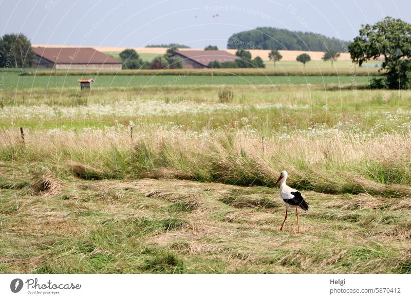 Weißstorch auf Futtersuche im gemähten Gras Storch Vogel Sommer Wiese Landschaft Natur Feld Blumen Gebäude Baum schreiten Tier Außenaufnahme Wildtier