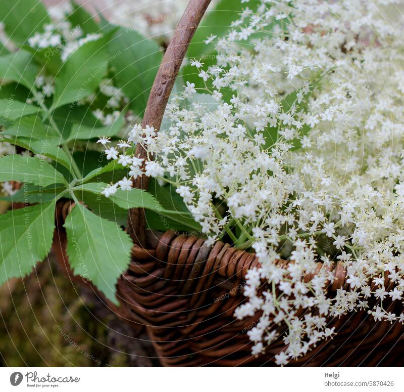 Holunderblüten im Korb Blätter gepflückt Holunderblütensirup Pflanze natürlich Gesundheit Lebensmittel Außenaufnahme Natur Farbfoto Nahaufnahme Sommer frisch