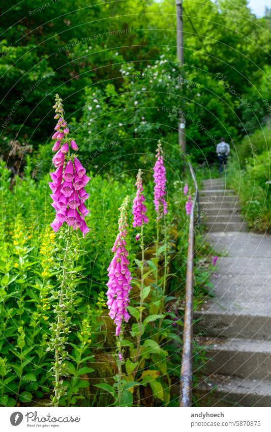 Der extrem giftige Fingerhut am Rande einer Treppe Echter Eisenhut aconitum Alkaloide atropa Atropin Baccata schön Schönheit Überstrahlung Blüte botanisch