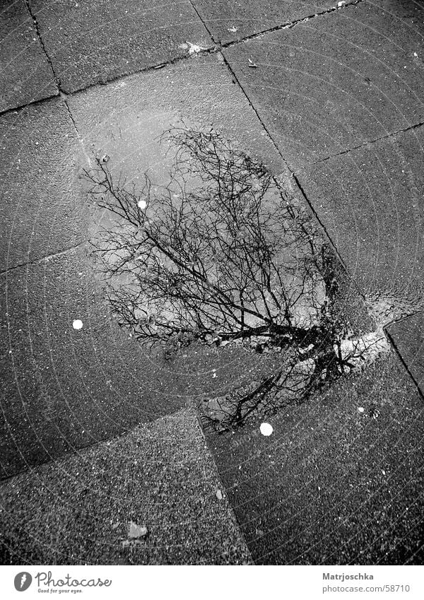 grauer Pfützenbaum Baum Reflexion & Spiegelung Wolken Straße