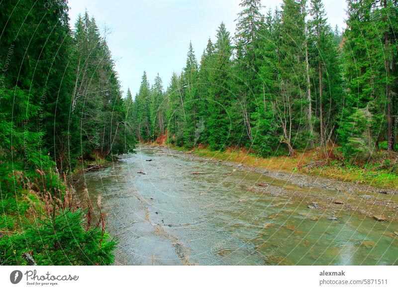 Gebirgiger reißender Fluss. Flacher Gebirgsfluss mit steinigen Stromschnellen. Wasserlandschaft Landschaft Kaskade Berge u. Gebirge seicht Wald Natur Stein