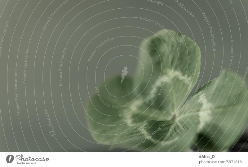 Glücksbringer Kleeblatt mit textfreiem grünem Hintergrund 4 Blatt authentisch schön blau grau tapete botanisch Chance Nahaufnahme Farben Hintergrund Konzept