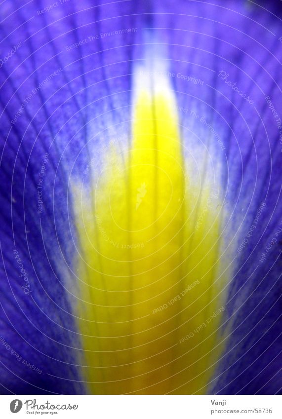 Schwertlilie III Blatt Pflanze gelb Blume zart zerbrechlich Blüte Blütenblatt Lilien leicht Faser Makroaufnahme Nahaufnahme Natur blau sanft Farbe