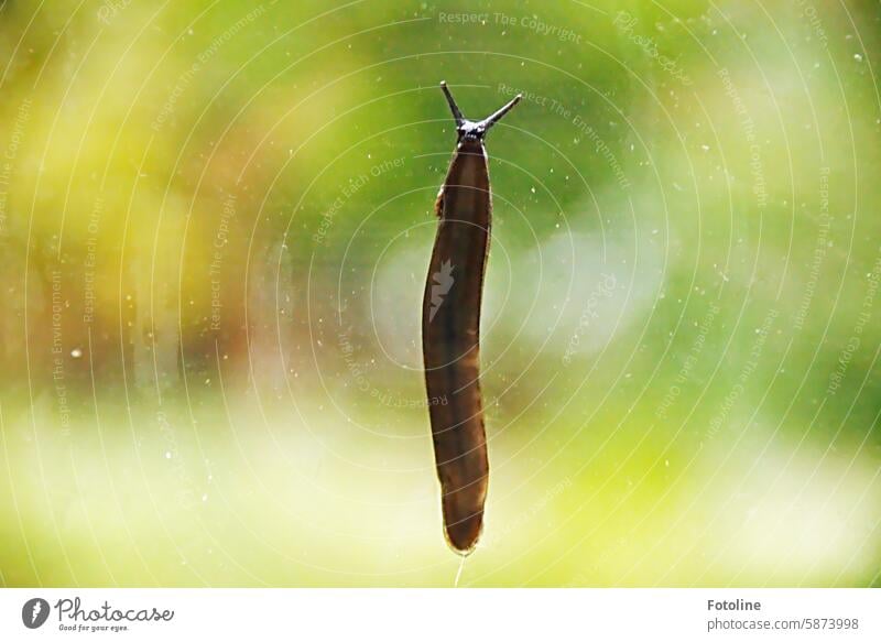 Die Nacktschnecke, die an einer Fensterscheibe hochkriecht sieht irgendwie wie ein Alien aus. Nacktschnecken Schnecke Tier schleimig langsam Fühler Schleim