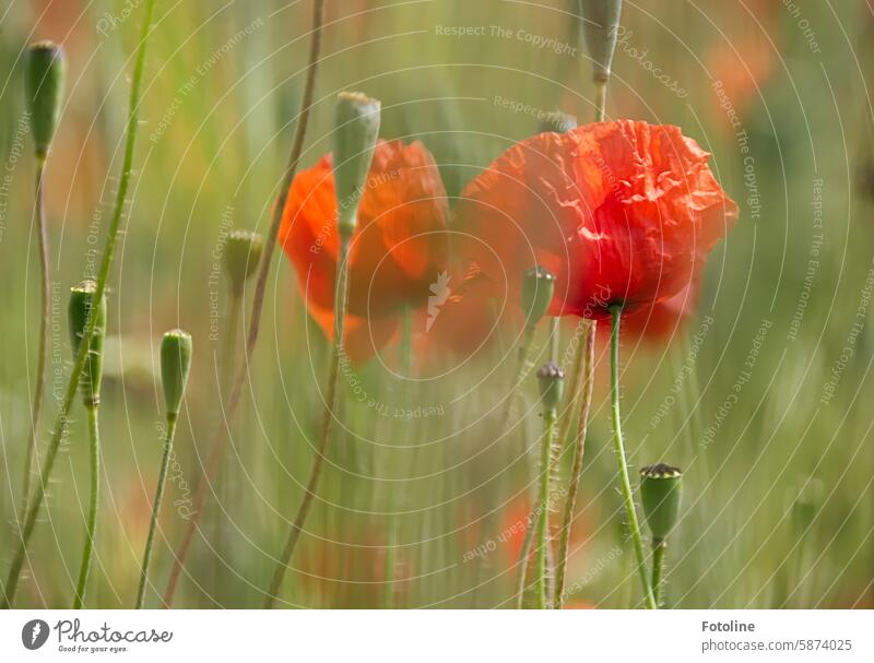 Happy Mo(h)ntag! Mohn Blüte Blume rot Sommer Pflanze Mohnblüte Klatschmohn Feld Mohnfeld Schwache Tiefenschärfe Blütezeit Blühend Mohnkapseln verblüht grün