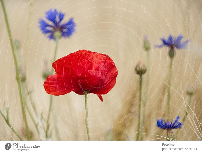 Mo(h)ntagsfoto - Die Mohnblume schaut zu den Kornblumen und fragt sich, wie viel sie wieder gesoffen haben, um so blau zu sein. Blüte Blume rot Sommer Pflanze