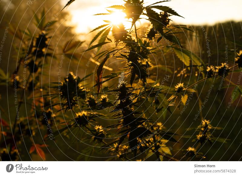 Cannabispflanze im Gegenlicht der Sonne Sonnenaufgang Marihuana Sonnenstrahlen Lichtstimmung Legalisierung Betäubungsmittel Hanf legalisieren Gras Pflanze