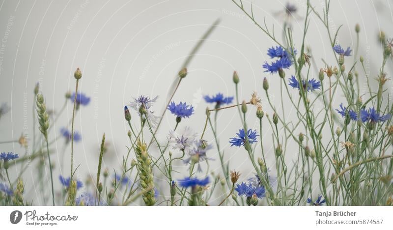 Kornblumenwiese Blumenwiese Kornfeld Getreidefeld Feldblume Wiesenblume blühende Wildblumen farbenfroh kräftige Farben heimische Wildpflanzen auf der Wiese