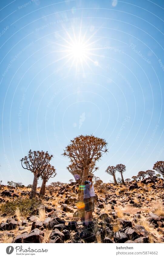 baumgeschichten Wärme Fernweh Ferne Pflanze Keetmanshoop Ferien & Urlaub & Reisen Natur Himmel besonders beeindruckend Farbfoto Wüste Afrika Namibia Sonnenlicht