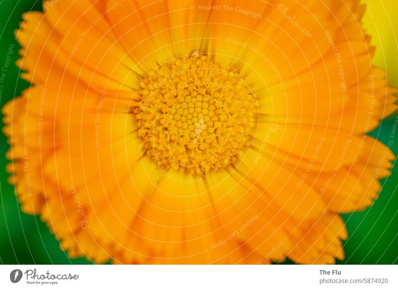 Ringelblume - Calendula calendula orange blühen sommer Blüte Garten Nahaufnahme Detailaufnahme Natur Außenaufnahme Pflanze Menschenleer schön Farbfoto Frühling