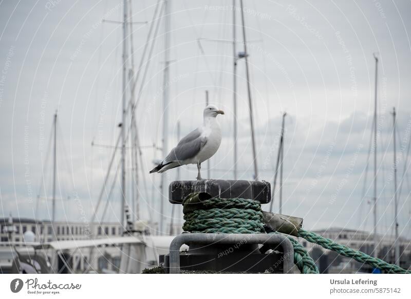 Möwe am Hafen möwen Küste Segelboot Segelboote grau-blau hell Jachthafen hellblau Meer See maritim Maritime Stimmung Vogel Vögel urlaubsfeeling Sehnsucht