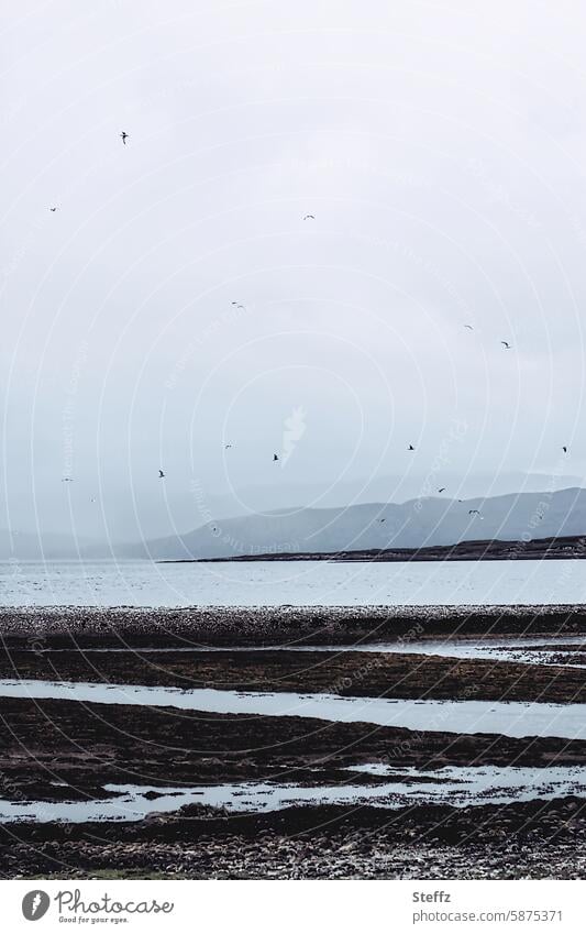 Blick auf die verträumte schottische Förde im Nebel Schottland traumhaft stimmungsvoll bewölkter Himmel grauer Himmel ruhig Ruhe nebelig neblig Nebellandschaft