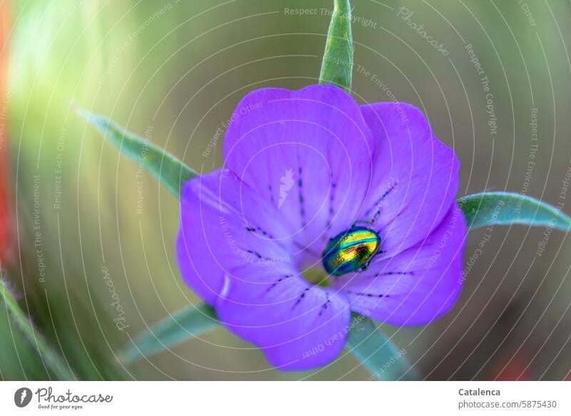 Ein schillernder Käfer und eine samtene Blüte Fauna Flora Natur Tier Blattkäfer Orenia cacaliare Insekt Blume Pflanze Blütenblätter blühen verblühen duften