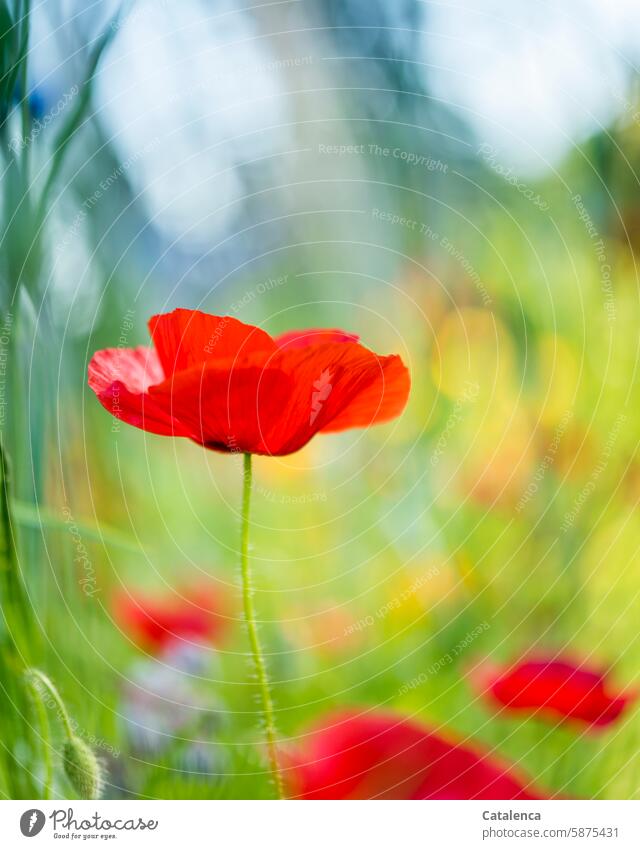 Mohnblüte Klatschmohn Pflanze Blume Natur Blütenblätter Flora Garten Tag Tageslicht verblühen Jahreszeit verbluhen welken duften Blumen Blühend Pflanzen bunt