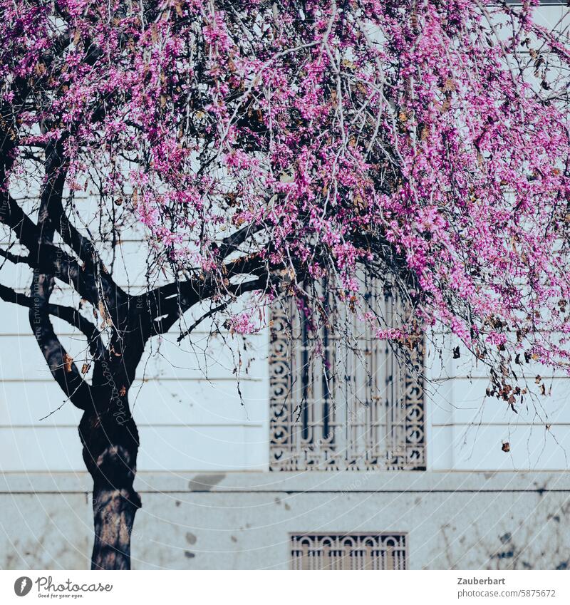 Baum mit lila Blüten vor historischer Fassade mit Fenstergittern im Sonnenlicht Gitter knallt Licht Schatten Kontrast kontrastreich blühen