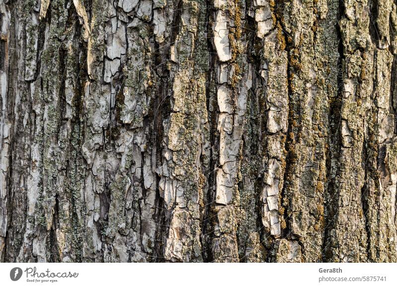 Baumrindenmuster im Detail aus der Nähe abstrakt Hintergrund Hintergrundbaum Rinde blanko braun schließen Nahaufnahme farbig Detailaufnahme Wald grau grün