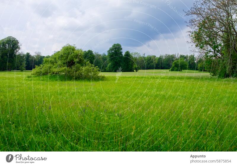 Weite grüne Parklandschaft bei schönem Wetter mit einer großen Wiese im Vordergrund sowie einer Baumgruppe und Büschen im Hintergrund weit Landschaft Bäume