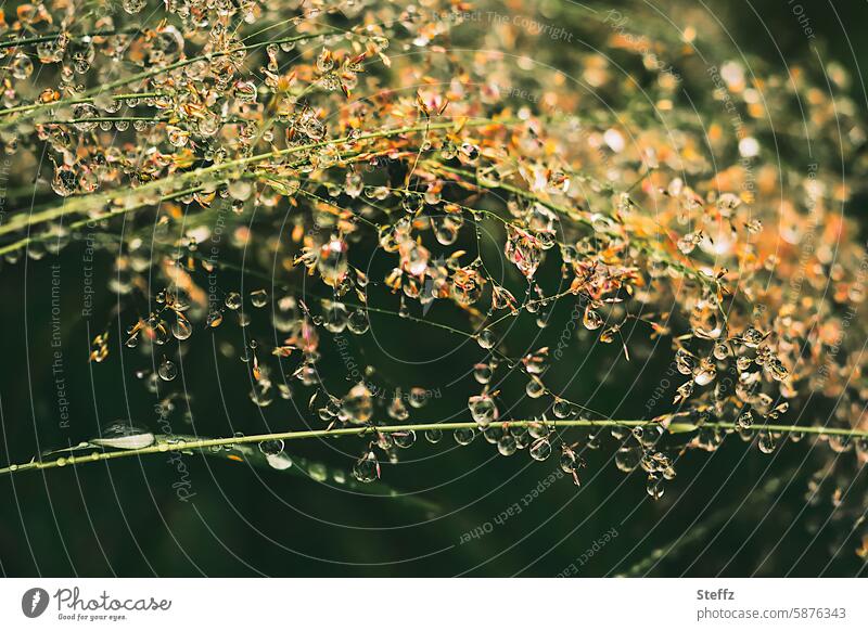 viele Regentropfen beugen die Gräser Gras Tropfen nass regennass gebeugt nasses Gras Grashalme schwer Sommerregen Grasblüte Wiese Wiesengras Wassertropfen