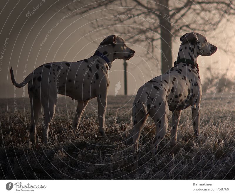 Abendstimmung Dalmatiner Hund kalt Winter Stimmung Tier