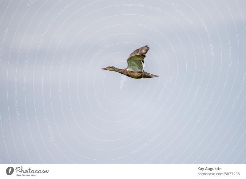 Stockente Stockenten Paar Stockentenpaar Entenvögel Außenaufnahme Farbfoto Vogel Tier Schnabel Tierporträt Feder Natur Wildtier Flügel Ente im Flug Umwelt Tag