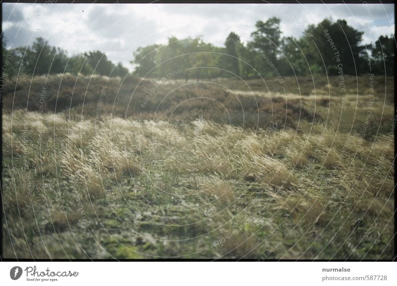 Spazieren in der Heide Joggen wandern Natur Landschaft Sonnenlicht Herbst Klima Klimawandel Schönes Wetter Gras Sträucher entdecken Erholung genießen