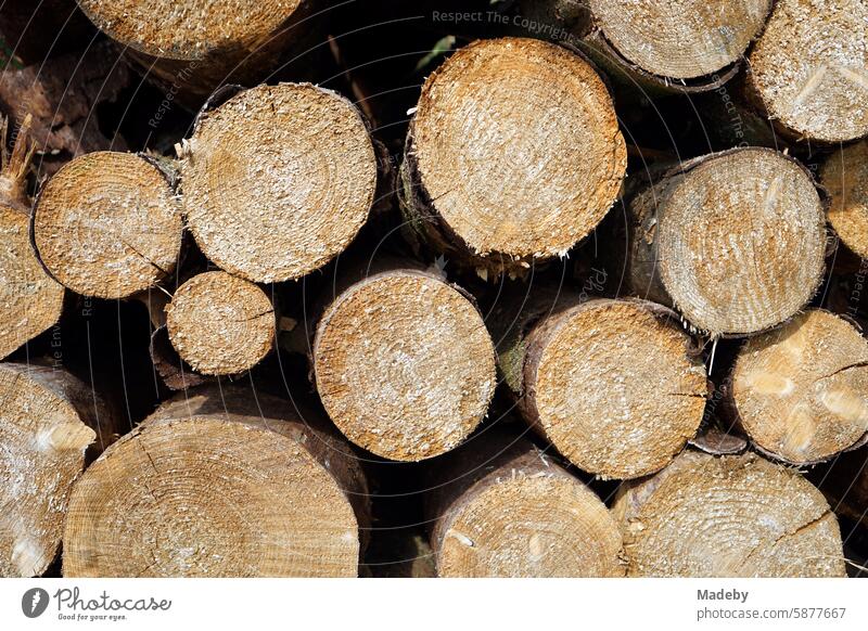 Holzstapel mit zersägten Baumstämmen nach Forstarbeiten in Oerlinghausen bei Bielefeld am Hermannsweg im Teutoburger Wald in Ostwestfalen-Lippe Deutschland