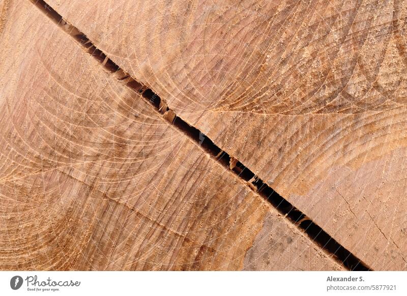 Querschnitt durch einen Baumstamm mit Riss Holz Jahresringe braun Natur Werkstoff Wald Forstwirtschaft Brennholz Nutzholz Abholzung Detailaufnahme Brennstoff