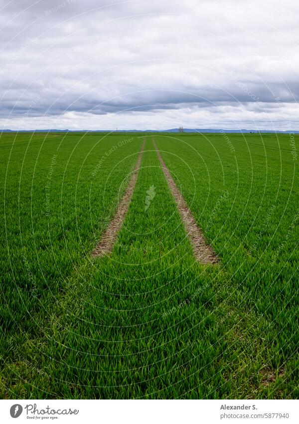 Fahrzeugspuren im Feld unter bewölktem Himmel Landwirtschaft Ackerbau Landschaft Natur Umwelt grün Nutzpflanze Wachstum Pflanze Getreide Kornfeld Getreidefeld