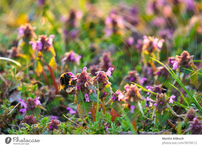 Hummel auf einer vom Sonnenlicht beleuchteten Wiese, um Nektar zu sammeln. Sonnenuntergang, warmes Licht Insekt Flügel Blume Blüte Nahaufnahme Saison Ackerbau