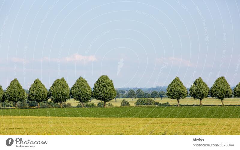 Mut zur Lücke. Fehlende Bäume in einer Allee, Landschaft Baumreihe Sommer Felder Wiesen Linden ländliche Szene Himmel Landschaften Alleebäume