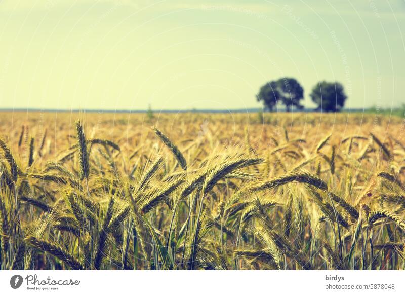 Weizenfeld bei strahlendem Sonnenschein Getreidefeld Landwirtschaft Ernährung Kornfeld Nutzpflanze Ähren ländliche Szene Horizont Sommer Lebensmittel Feld