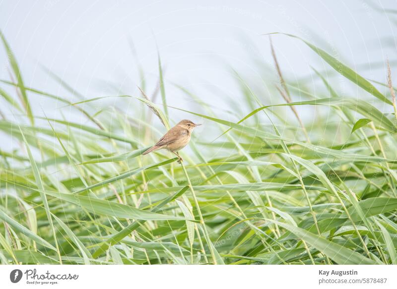 Teichrohrsänger Acrocephalus scirpaceus Vogel Singvogel Vogelfotografie Naturschutzgebiet Vogelschutzgebiet Farben Schilfgraszone Botanik Flora Insel Sylt