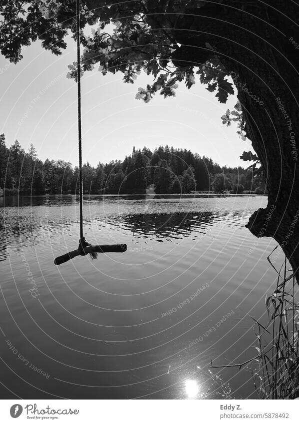 Das Stöckchen zu greifen nahe um in den See zu springen. Der Flüsternde See, wo die Schatten mit der Sonnenstrahlen tanzen und die Tiefe zum Eintauchen verlockt.