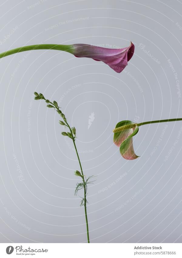 Zwei zarte Blumen auf schlanken Stängeln vor einem weichen Hintergrund Vorbau Blütenblatt Farbe filigran exotisch elegant Kurve subtil Minimalismus Pflanze