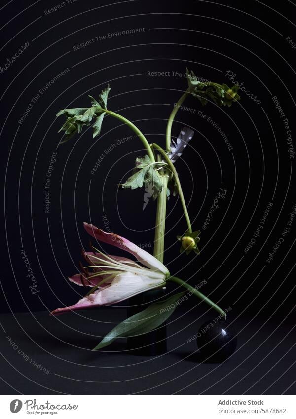 Künstlerische Komposition mit Lilie, einem Stiel und einer Kugel auf dunklem Hintergrund Blume Lilien Minimalismus Kunst Vor dunklem Hintergrund schwarze Vase