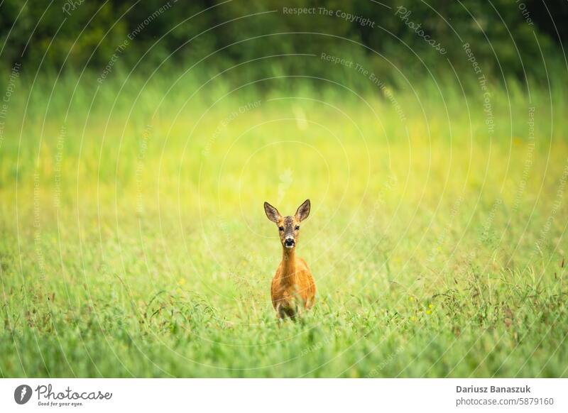 Rehwild im Gras auf einer Wiese stehend Rogen Hirsche Blick Tier Porträt Stehen Frau grün Feld Tierwelt Säugetier Natur braun Fell im Freien Fauna Hirschkuh