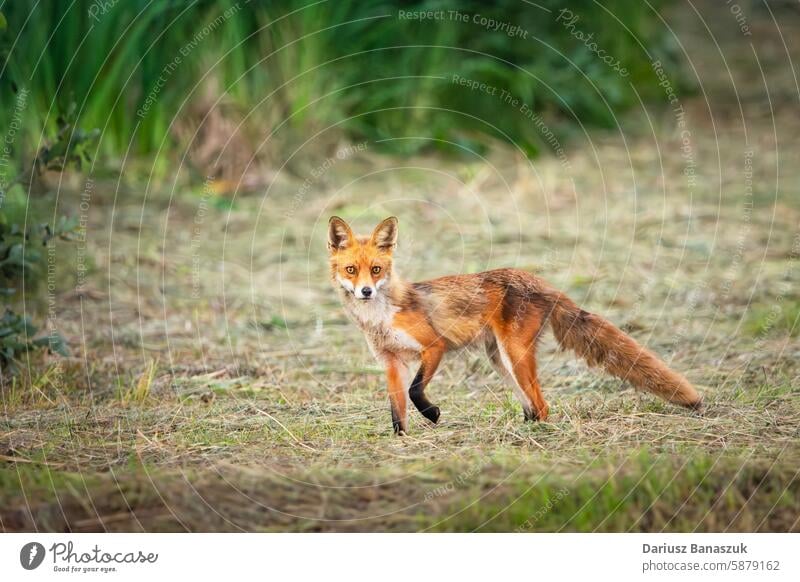 Rotfuchs auf der Wiese Fuchs rot Tier wild Säugetier Natur im Freien Tierwelt Fell Gras Raubtier Porträt Fleischfresser Wildnis niedlich Feld grün Sommer Blick