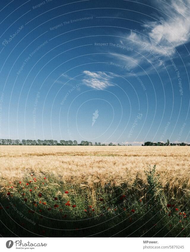 weizenfeld ackerbau landwirdschaft Himmel Wolken Ackerbau Feld Landwirtschaft Sommer Weizenfeld Natur Getreidefeld Blauer Himmel