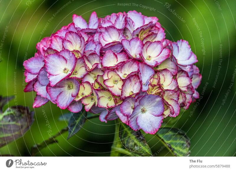 Hortensie Hortensienblüte Blume Pflanze blühen Natur Nahaufnahme Blühend Garten Außenaufnahme Farbfoto Schwache Tiefenschärfe Gartenpflanzen natürlich Sommer