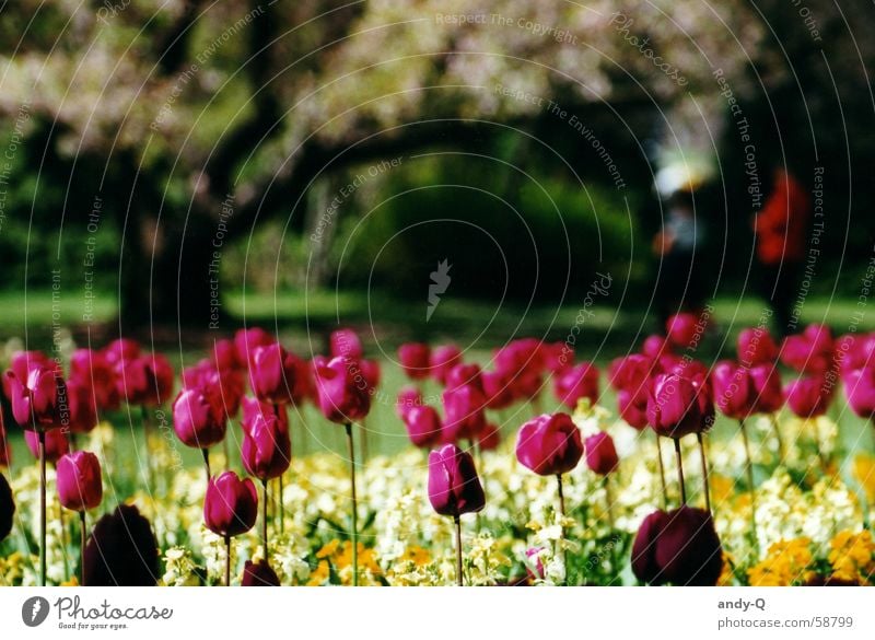 tulips by the window Blume Tulpe Blumenwiese Wiese Pflanze rot Frühling Sommer mehrfarbig Garten Farbe hell Tulpenblüte Blumenbeet Park