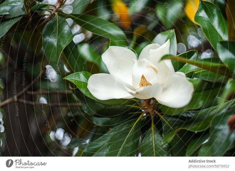 Nahaufnahme einer weißen Magnolienblüte in voller Blüte Blume Blütezeit Blütenblatt Zapfen Blatt grün Natur Frühling botanisch Garten geblümt Pflanze frisch