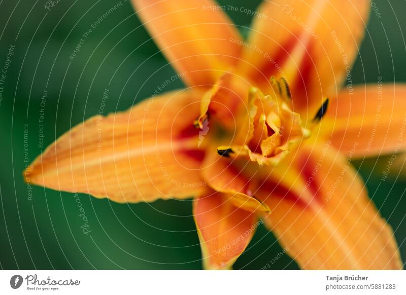 Taglilie ganz nah Hemerocallis Taglilien (Hemerocallis) Hemerocallis-Hybride Natur Blütenstempel schön Lilien Blütenblatt Blume Lilium natur floral Pflanze