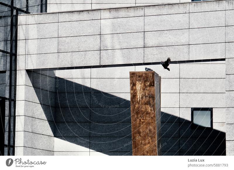 Im Anflug oder Linien in der Stadt... Tauben vor einer modernen Fassade mit starkem Schatten fliegen im Flug Stadttauben Licht Großstadt urban Vogel Flügel