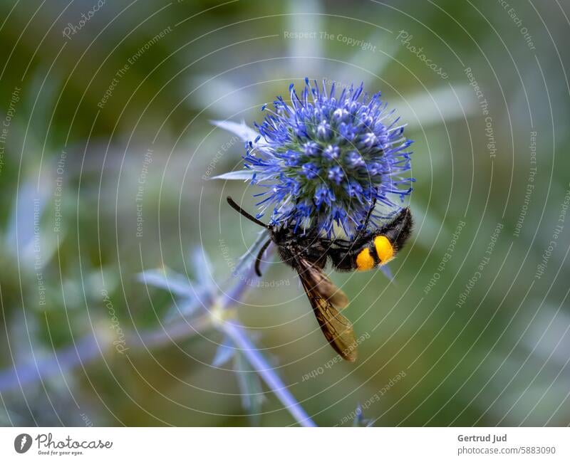 Blaue Blume auf der eine Dolchwespe sitzt Blumen und Pflanzen Blüte Botanischer Garten Natur Farbfoto Außenaufnahme natürlich Sommer Blühend Nahaufnahme Umwelt