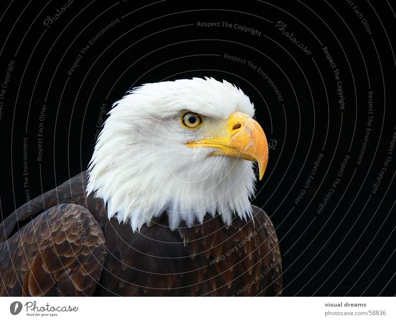 Weißkopfseeadler Adler Vogel Natur Weisskopfseeadler Wappentier Tierporträt Tiergesicht Vor dunklem Hintergrund Freisteller Schnabel Vogelauge