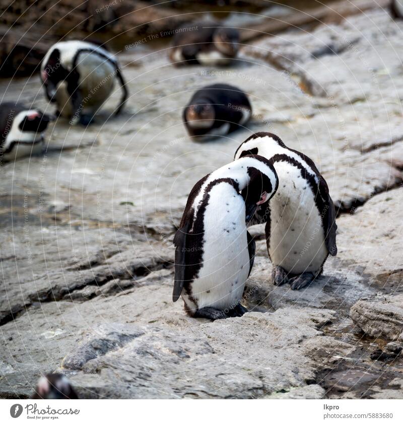 in südafrika wildlife natur vögel und felsen Afrika Süden Bucht Pinguin Strand MEER Vogel Kap Western Meer Tierwelt Küste Natur Esel demersus spheniscus Kolonie