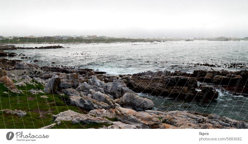 in südafrika wildlife natur vögel und felsen Afrika Süden Bucht Pinguin Strand MEER Vogel Kap Western Meer Tierwelt Küste Natur Esel demersus spheniscus Kolonie