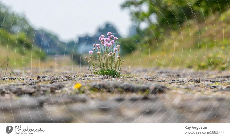 Grasnelke Gewöhnliche Grasnelke Strand-Grasnelke Armeria maritima Blume des Jahres Sand-Grasnelke Salzwiesen Meeresküste Bleiwurzgewächse Heideflächen Insekten