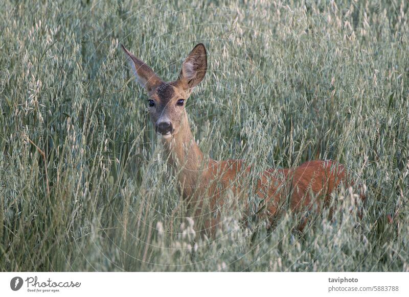 neugieriges weibliches Reh auf dem Feld Hirschkuh Frau Kapreolus grün Wiese Porträt Rogen wild Hirsche Säugetier Europäer capreolus capreolus capreolus Blick